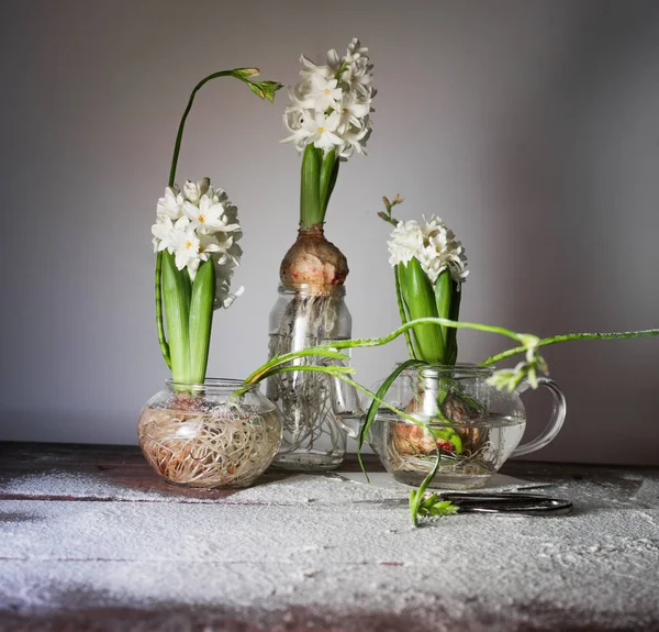 Zátiší se třemi hyacinty a frézie v skleněné vázy. — Stock fotografie