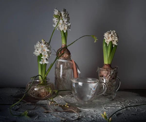 Stilleven met drie hyacinten en fresia's in glazen vazen. — Stockfoto