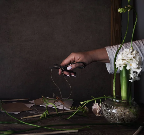 Três jacinto branco em vasos transparentes, uma mão feminina com tesoura no fundo escuro — Fotografia de Stock