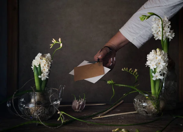 Drie witte hyacinth in transparante vazen, een vrouwelijke hand met een schaar op donkere achtergrond — Stockfoto