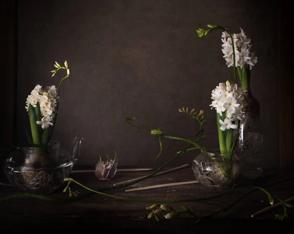 Три белых гиацинта в прозрачных вазах на темном фоне — стоковое фото