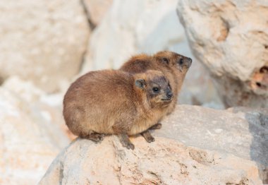 sabah buzlu arasında oturan dağ tavşan