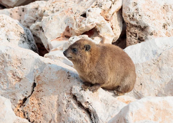 朝の岩の間に座って山ウサギ — ストック写真