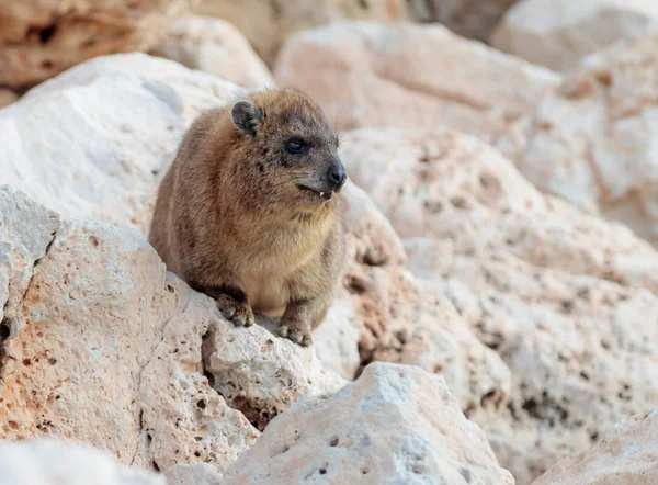 mountain rabbit sitting between rocks on morning in Rosh Hanikra