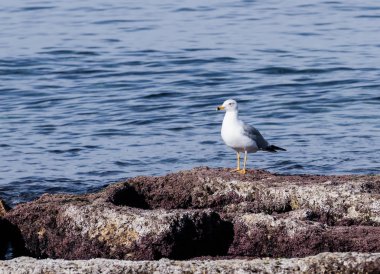 Akdeniz martısı roc üzerinde duran sabah güneşin altında tadını çıkarma