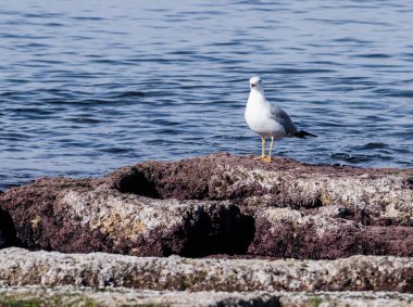 Akdeniz martısı roc üzerinde duran sabah güneşin altında tadını çıkarma