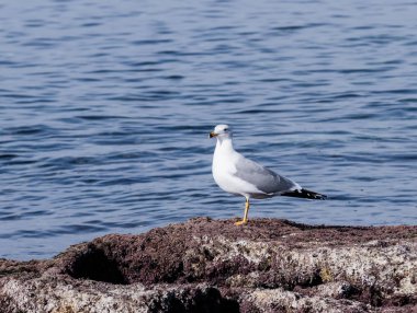 Akdeniz martısı roc üzerinde duran sabah güneşin altında tadını çıkarma