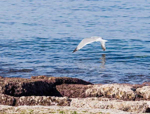 Mediterranean Gull flies above the surface of the Mediterranean
