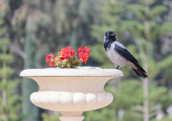 Raven sitting on a flowerpot with geraniums in city park — Stock Photo, Image