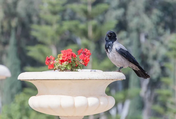 Raven sitting on a flowerpot with geraniums in city park — Stock Photo, Image