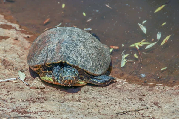 Aquatic turtle crawled out of the pond at the public park, Israel — Stock Photo, Image