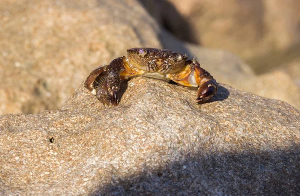 Krab zittend op steen vroeg in de ochtend op de Middellandse Zeekust — Stockfoto