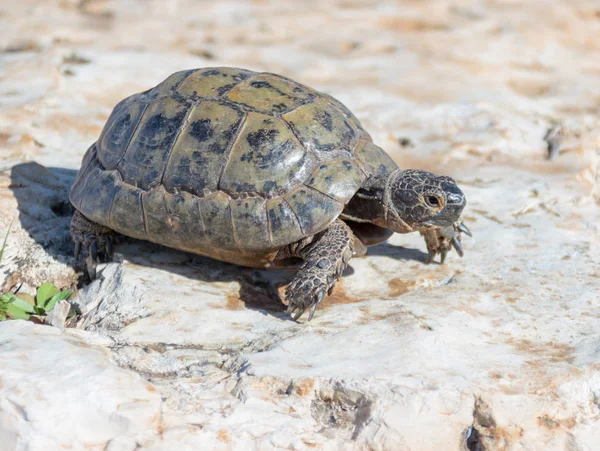 stock image earthen turtle crawling in the early morning on stone surface