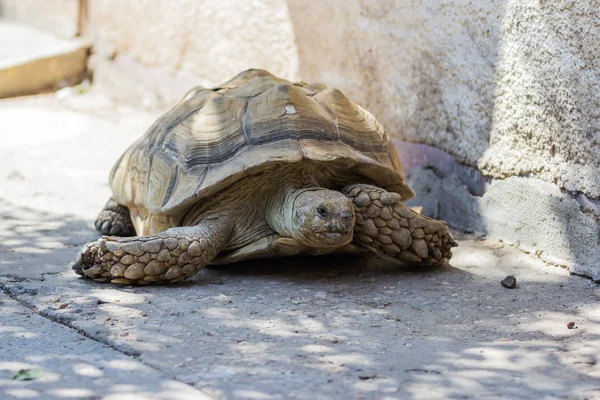 Earthen turtle crawling in the early morning on track — Stock Photo, Image