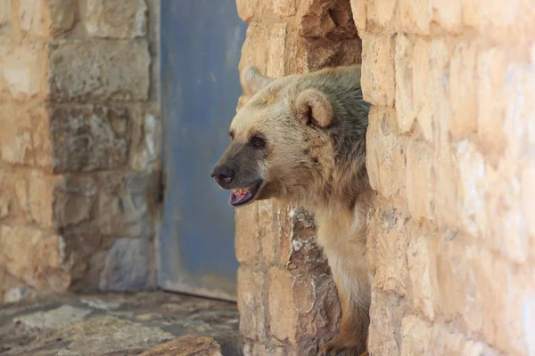 Duvardaki bir geçiş Suriye ayı bakıyor — Stok fotoğraf