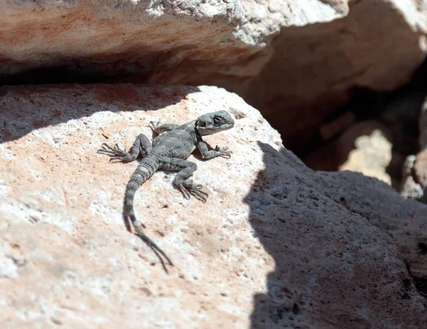 Черная ящерица сидит на скале на утро и греясь в й — стоковое фото