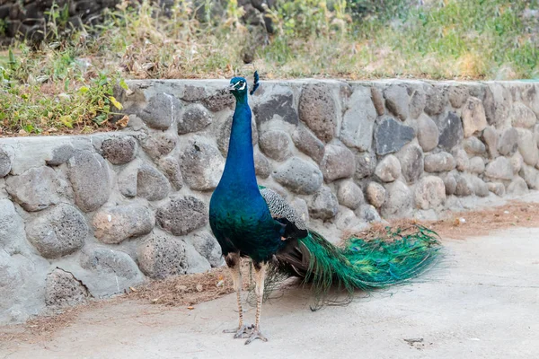 Macho pavo real camina libremente por la calle del pueblo —  Fotos de Stock