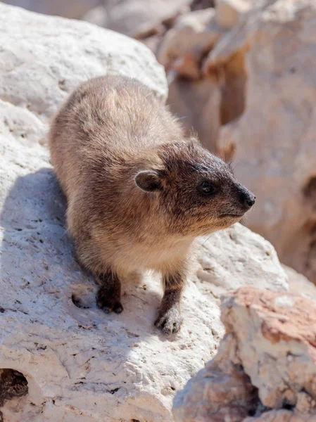 Mountain rabbit - daman -  sitting between rocks on the morning — Stock Photo, Image