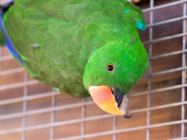 Büyük yeşil papağan - Eclectus roratus - erkek oturuyor