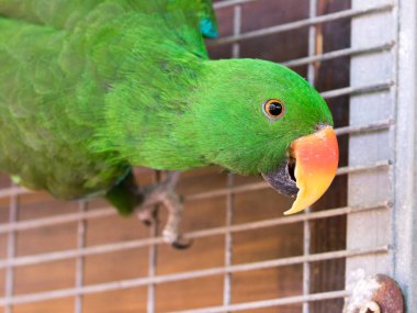 Büyük yeşil papağan - Eclectus roratus - erkek oturuyor
