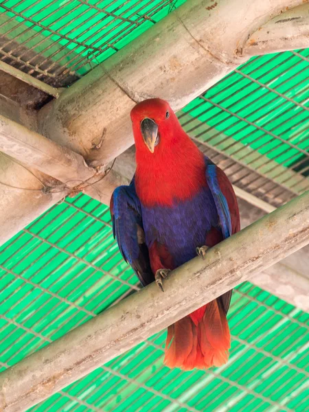 La hembra del gran loro verde - Eclectus roratus - está sentada —  Fotos de Stock