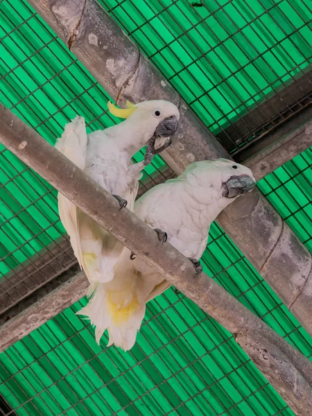 上に 2 つの白いオウム - 白いオウム - Cacatua galerita - 座る — ストック写真