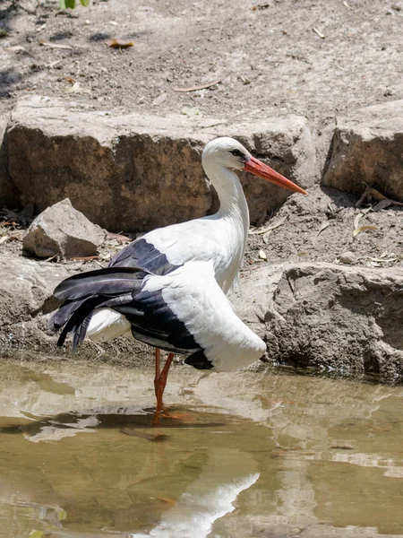 Čáp bílý - Ciconia ciconia - chodí na slunné odpoledne na — Stock fotografie