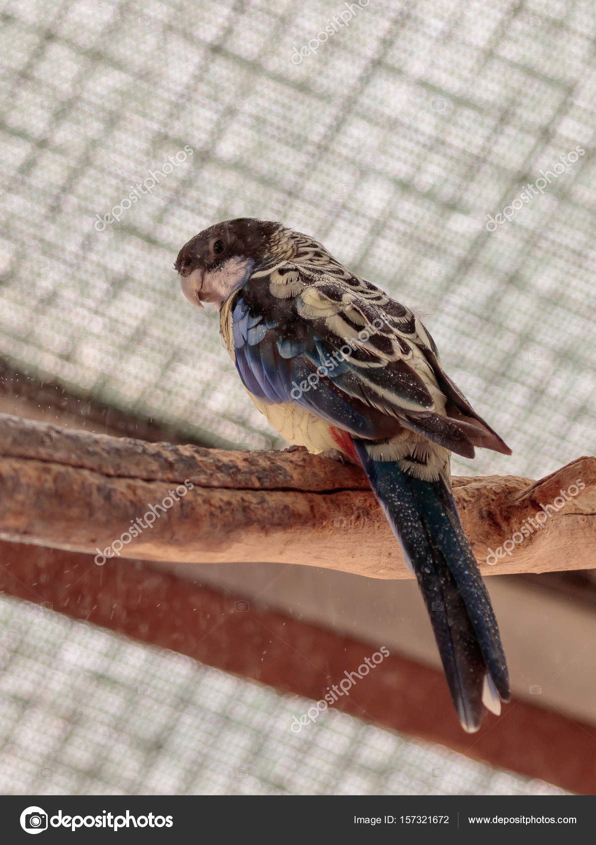 Perroquet Lori Loriinae Est Assis Sur Une Branche Dune - 