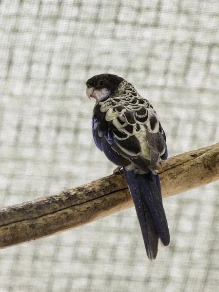 Lori Lori - Loriinae - se sienta en una rama en un aviario para loros en el Zoológico Gan Guru en Kibbutz Nir David en Israel —  Fotos de Stock