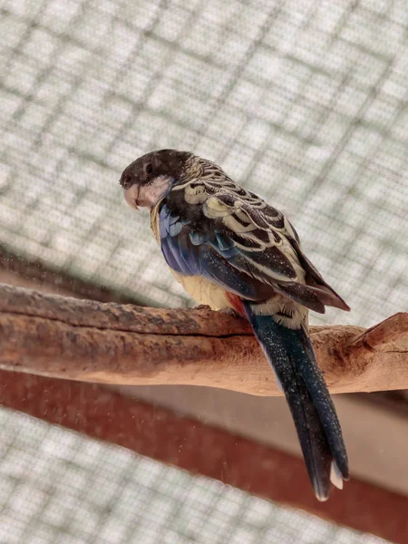 Papagaio Lori - Loriinae - senta-se em um ramo em um aviário para papagaios no Jardim Zoológico de Gan Guru em Kibutz Nir David em Israel — Fotografia de Stock
