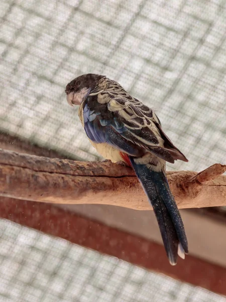 Papağan Lori - Loriinae - bir büyük kuş kafesi için papağan Kibbutz Nir David İsrail Gan Guru hayvanat bahçesindeki bir şube oturur — Stok fotoğraf