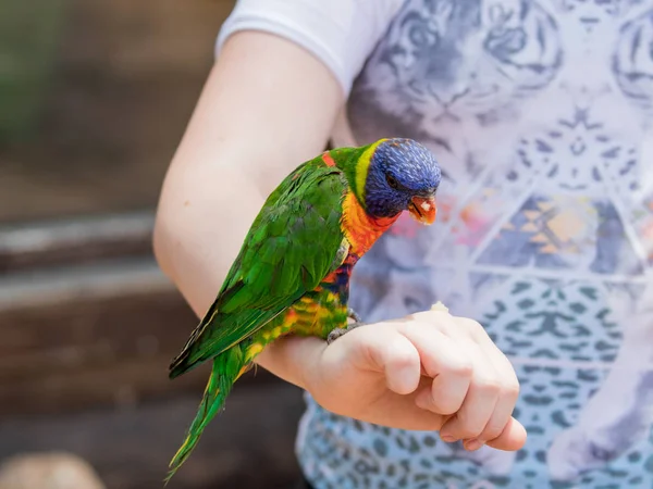 Le perroquet Lori - Loriinae - est assis sur une branche d'une volière pour perroquets au zoo Gan Guru au Kibboutz Nir David en Israël — Photo