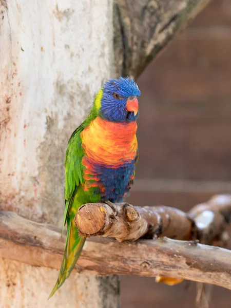 Le perroquet Lori - Loriinae - est assis sur une branche d'une volière pour perroquets au zoo Gan Guru au Kibboutz Nir David en Israël — Photo