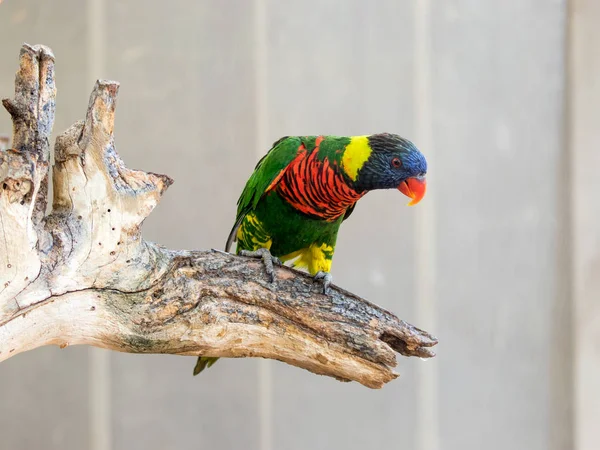 Le perroquet Lori - Loriinae - est assis sur une branche d'une volière pour perroquets au zoo Gan Guru au Kibboutz Nir David en Israël — Photo