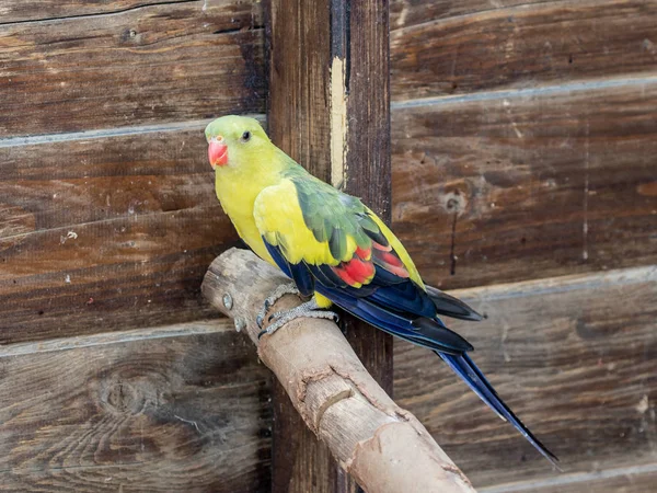 Lori Lori - Loriinae - se sienta en una rama en un aviario para loros en el Zoológico Gan Guru en Kibbutz Nir David en Israel —  Fotos de Stock