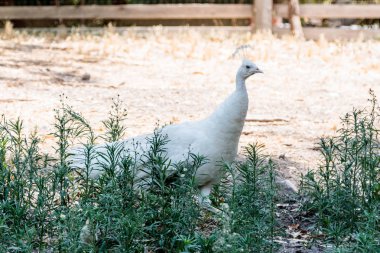 Beyaz kadın tavuskuşu çim güneşli bir günde yürüyüş 