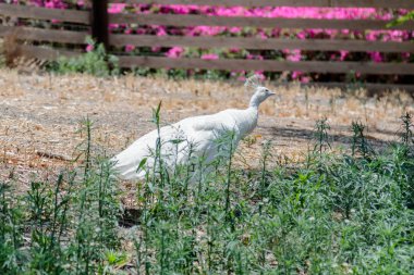Beyaz kadın tavuskuşu çim güneşli bir günde yürüyüş 