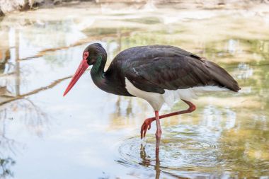 Black stork -  Ciconia nigra - goes in the afternoon in a pond n clipart