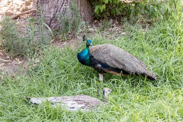 Dos pavos reales hembras están sentadas en un día soleado en la hierba en —  Fotos de Stock