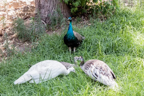 Varios pavos reales femeninos están sentados en un día soleado en la hierba — Foto de Stock