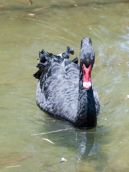 Nado de cisne preto é um dia ensolarado em uma lagoa perto da costa — Fotografia de Stock