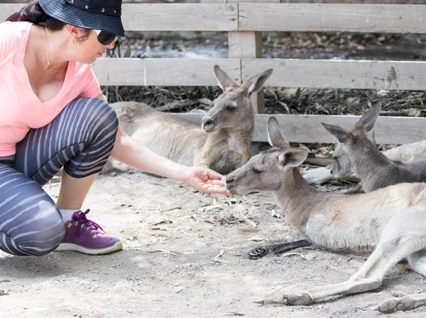 Genç kadın bir kanguru Avustralya Hayvanat Bahçesi Gan Guru olarak beslenir. — Stok fotoğraf