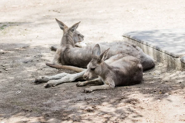 Los canguros yacen en un día soleado en el suelo y descansan en el Aust — Foto de Stock