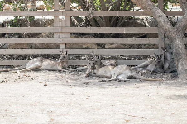 Zemin ve Aust istirahat güneşli bir günde kanguru yalan — Stok fotoğraf