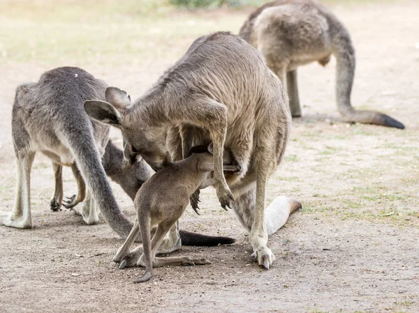 Kanguru ve güneşli bir günde yerde stand fo arıyoruz — Stok fotoğraf