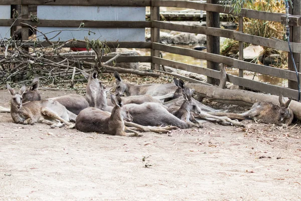 Los canguros yacen en un día soleado en el suelo y descansan en el Aust — Foto de Stock