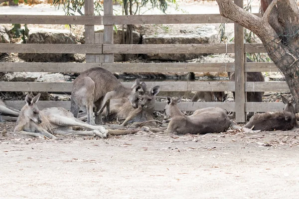 Los canguros yacen en un día soleado en el suelo y descansan en el Aust — Foto de Stock