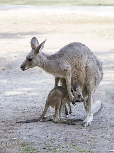 Kangaroos ยืนในวันที่แดดจัดบนพื้นดินและกําลังมองหา fo — ภาพถ่ายสต็อก