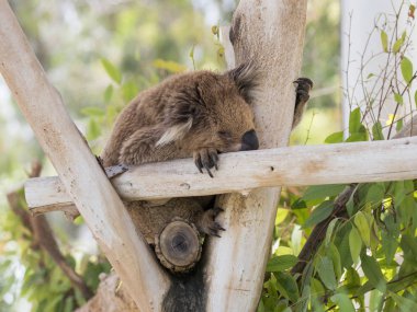 Gan Guru kanguru Kibut Park'ta kesilen ağaçlarda Koala uyur