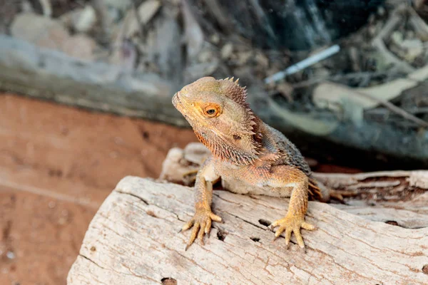 Ящерица - Pogona vitticeps - Бородатая Агама сидит на вырубленных деревьях — стоковое фото